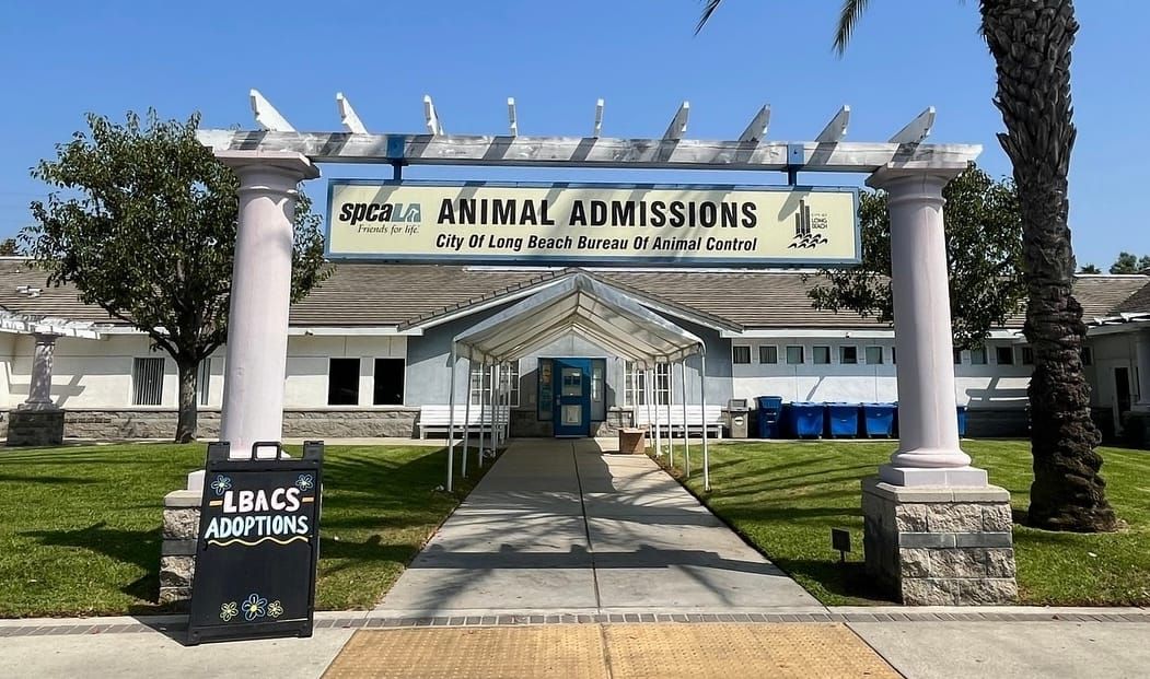 Long Beach Animal Care Services and spcaLA await further eviction ruling