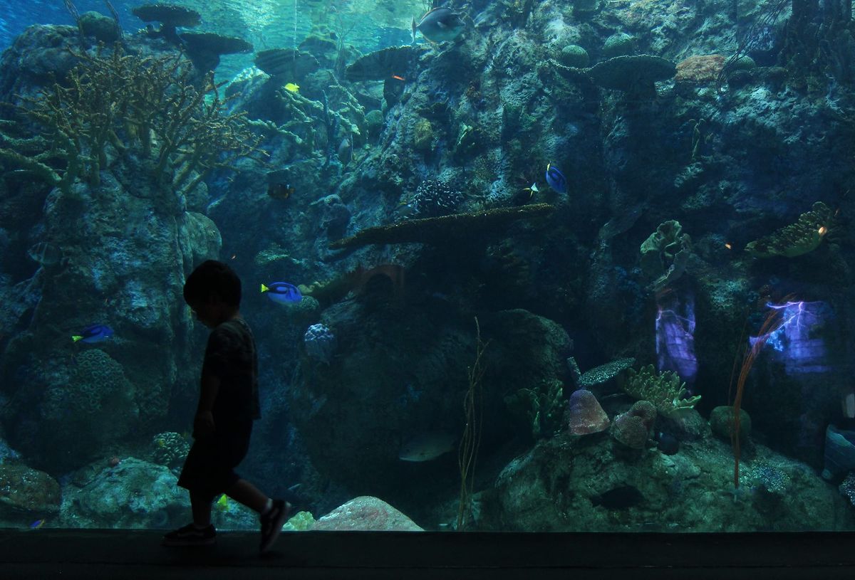 Gonna visit the Aquarium of the Pacific? Here’s how to save a few bucks