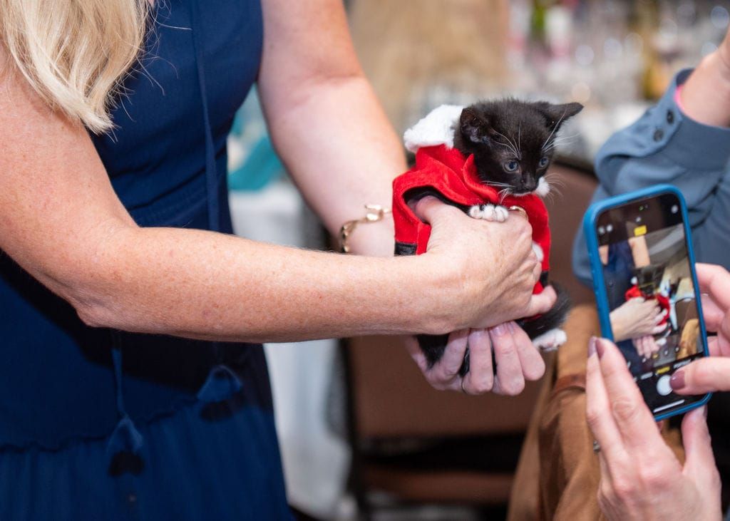 The purrly elegant Le Chic Chat Soirée is coming soon!