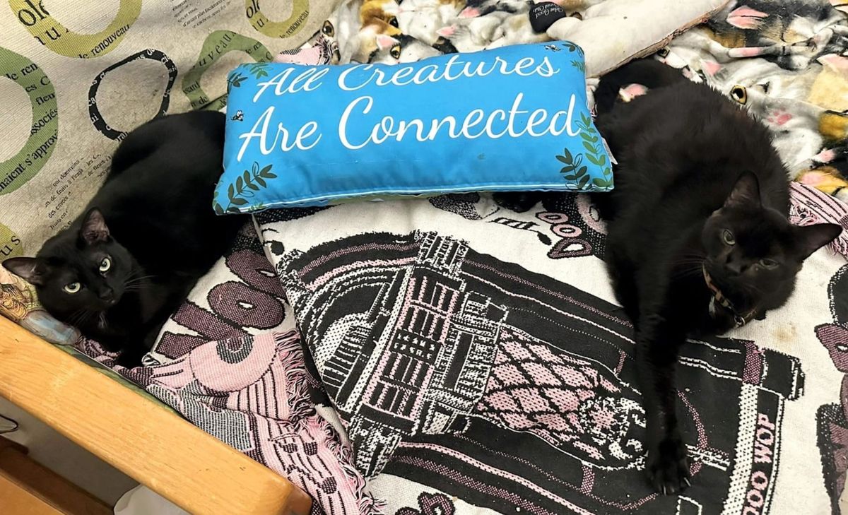 Bathing your cat will not make it rain