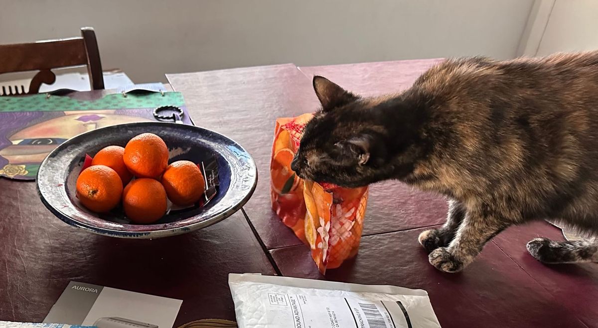 Scratch This: Pets are family, too