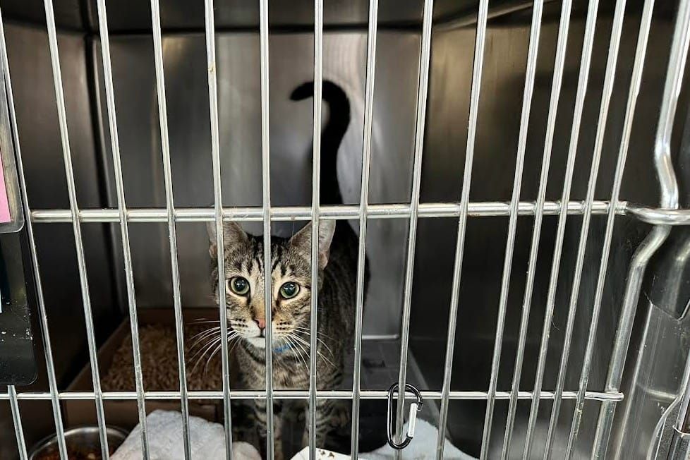 Long Beach Animal Care Services takes in 74 cats from hoarding situation