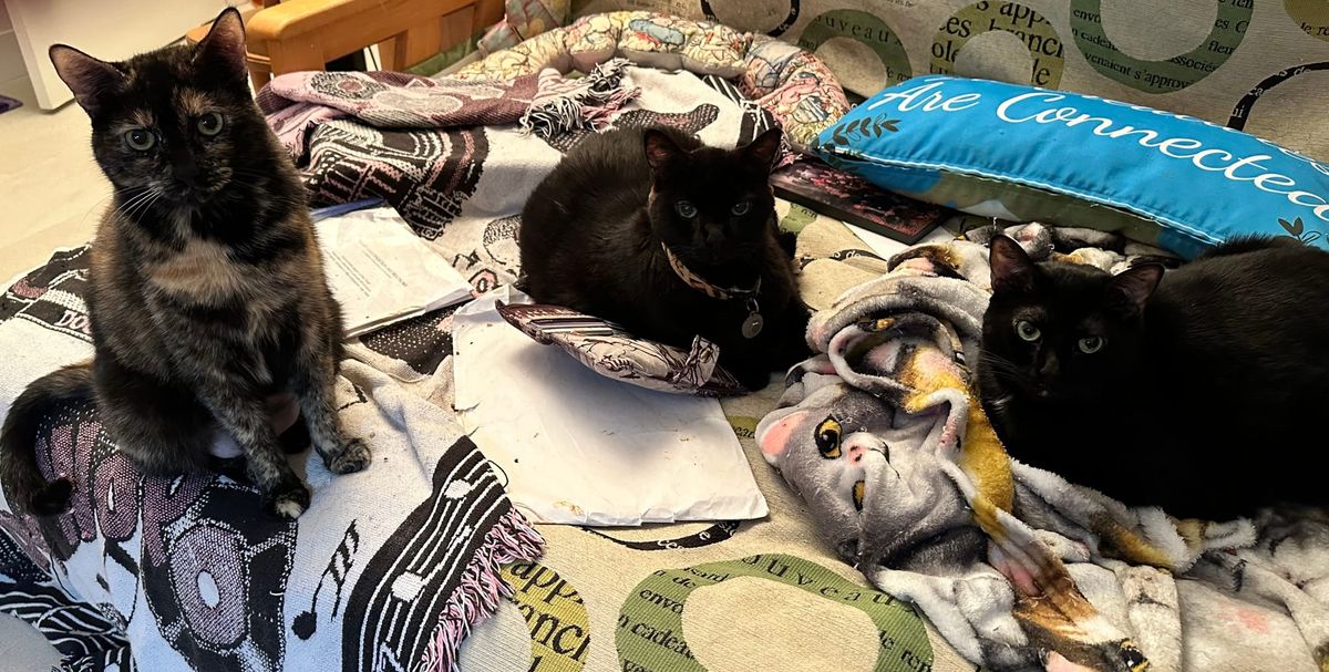 New Year’s resolutions from the pets