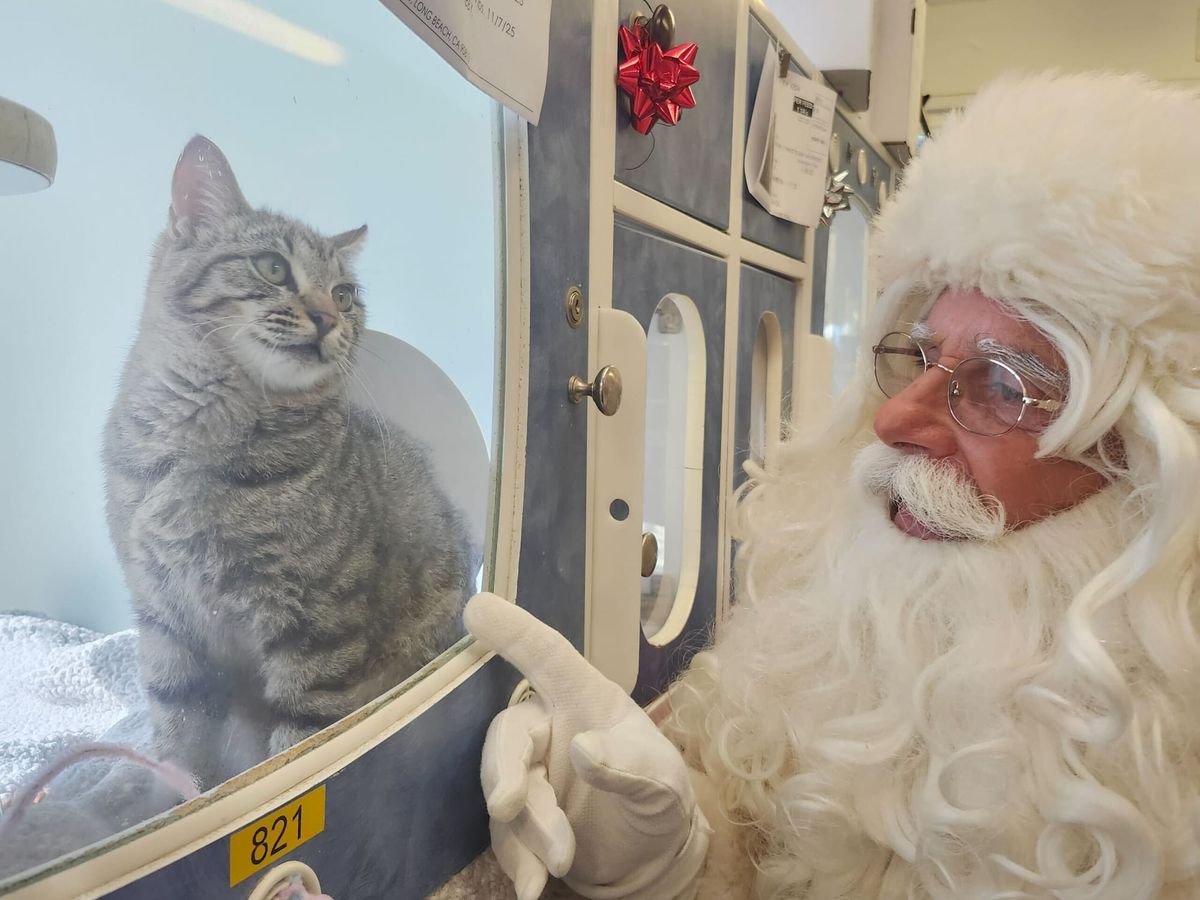 Saving a pet from the shelter's 'sad lists'