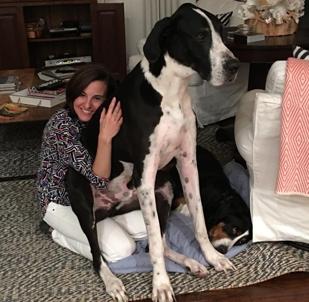 Dogs are finally having their day with low-cost spay/neuter