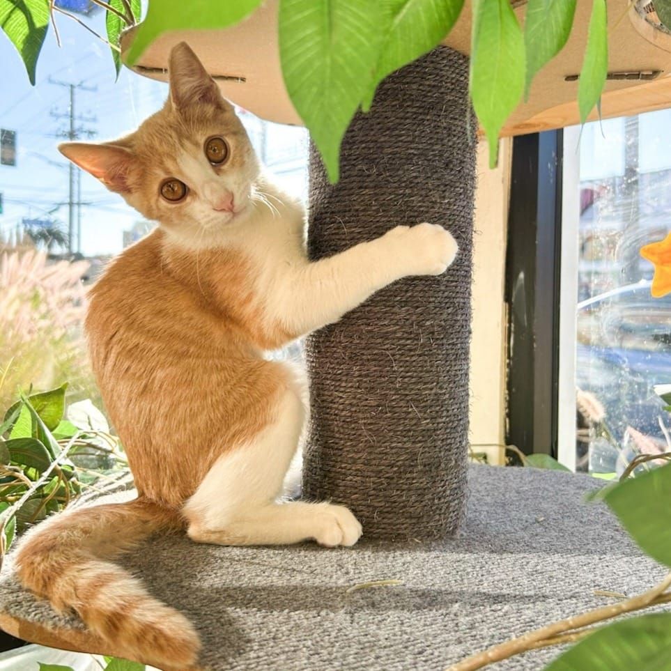 Two cozy casitas to curl up with cats!