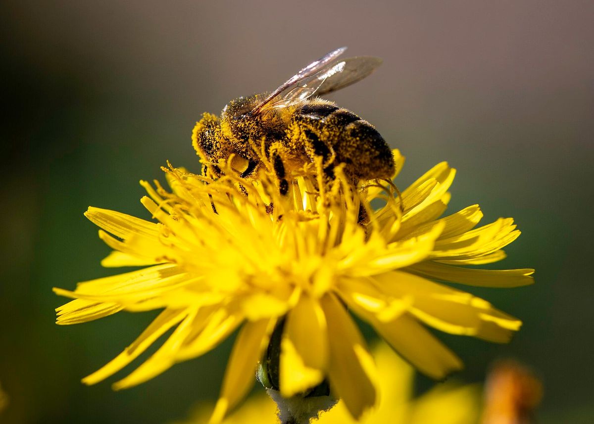 Are you bee-curious?