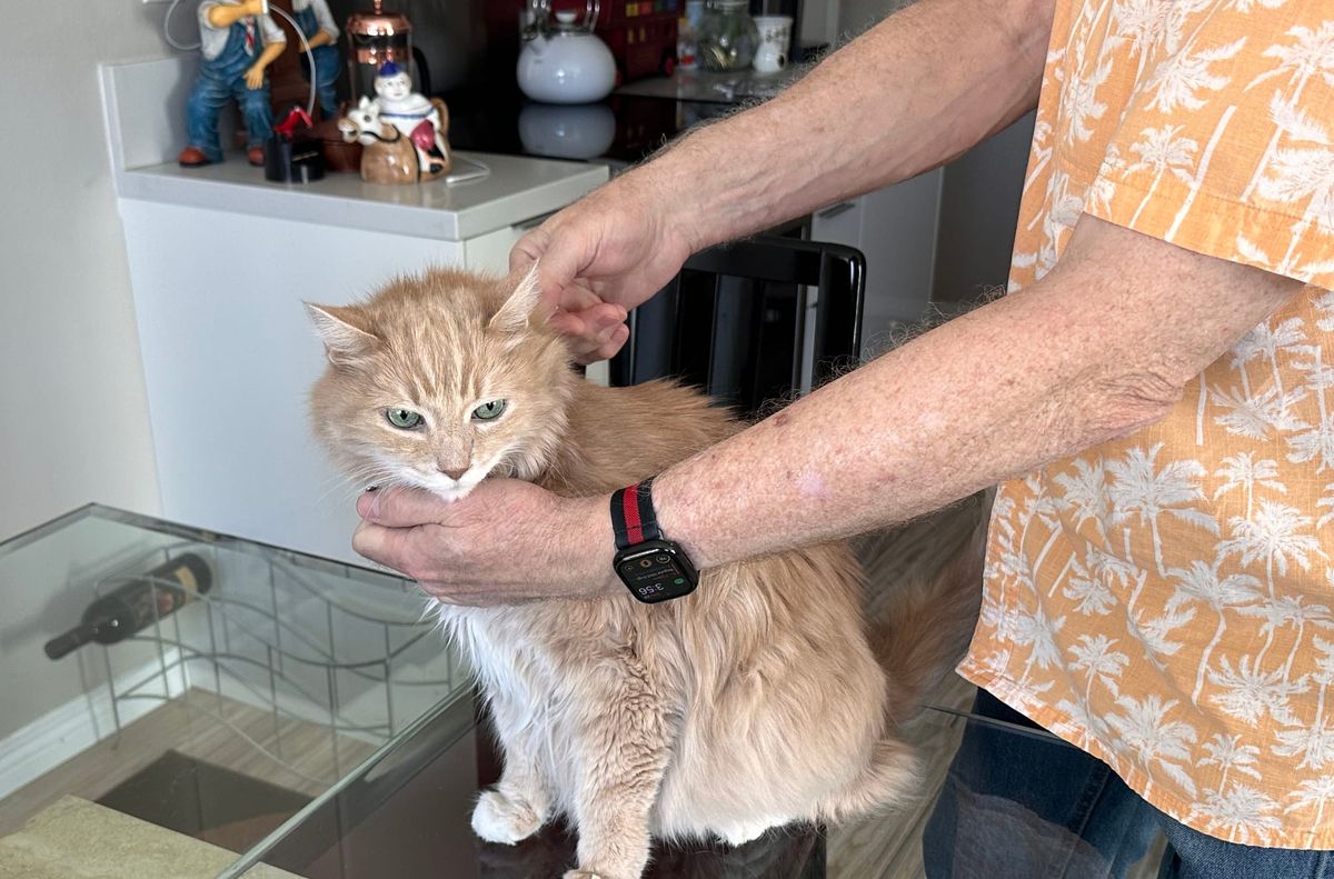 Flea medication caution and common sense