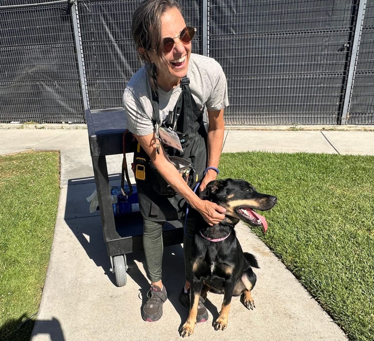 Fostering a dog for the 4th of July saves 2 lives