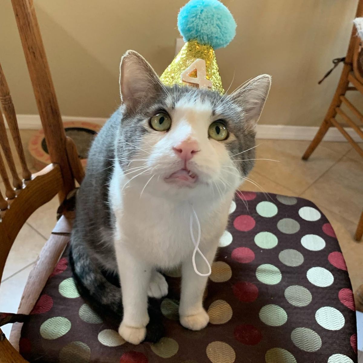 Benny the Cat's birthday celebrates survival of abuse