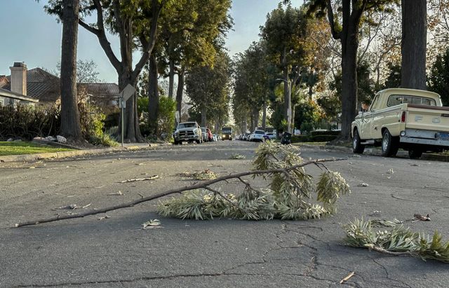 A large branch lays in the middle of a street.