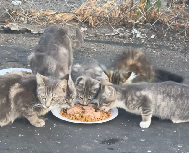 Four gray cats and one brown cat eat from a bowl of cat food.