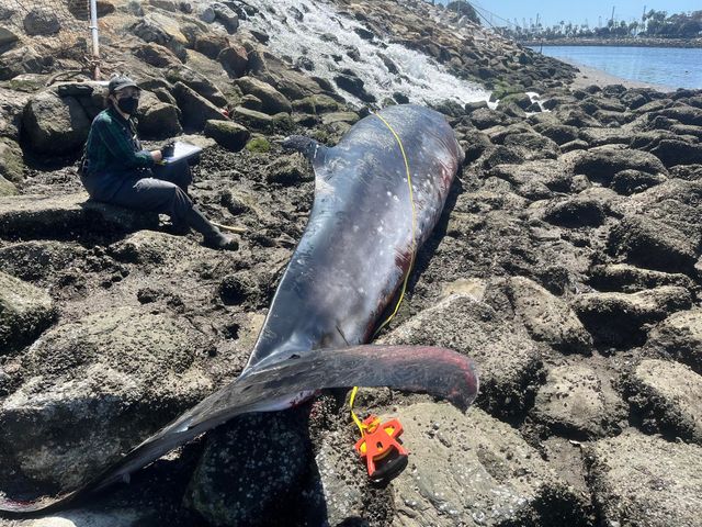Minke whale dies after days trapped in Long Beach harbor