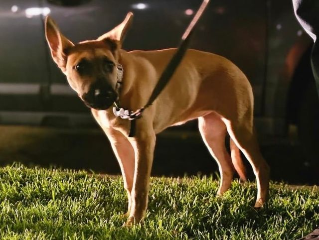 Viral animal abuse suspect arrested; dog is ‘bright, alert and responsive,’ officials say