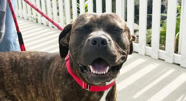 Scratch This: Long Beach animal community, I love you one and all