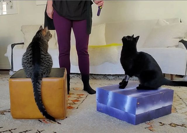 Scratch This: Who says you can't train cats?