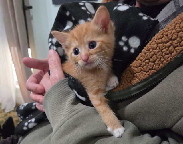 A person cradles an adorable orange kitten in their arms.