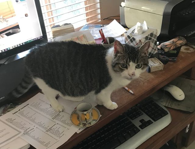 A wonderful gray and white cat perched on a desk.