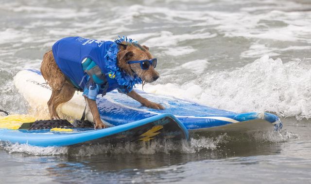 A dog wearing sunglasses and a blue life vest rides two surfboards in the waves.