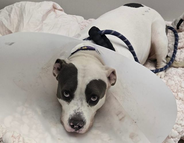 An adorable black and white dog wears a cone around her neck.