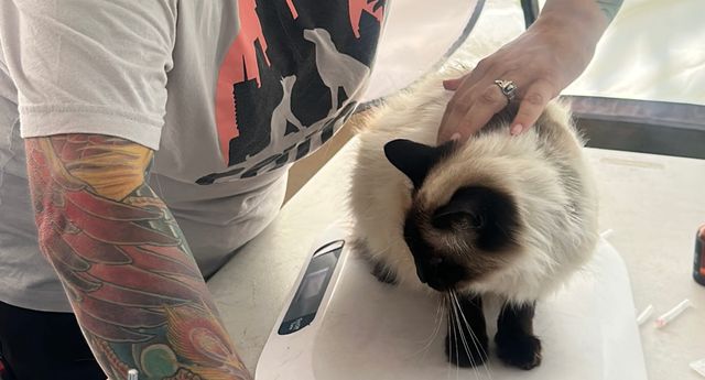A black and white cat sits on a scale while a person applies medicine to its back.