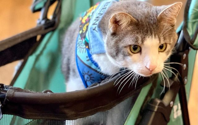 A sweet cat wearing a blue tag labeled "Benny" sitting in a stroller.