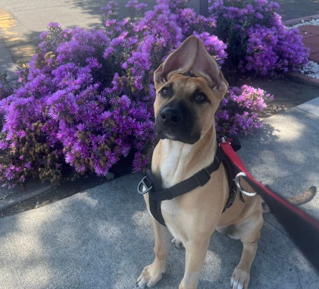 A beautiful dog with huge ears sitting next to plants covered in purple flowers.
