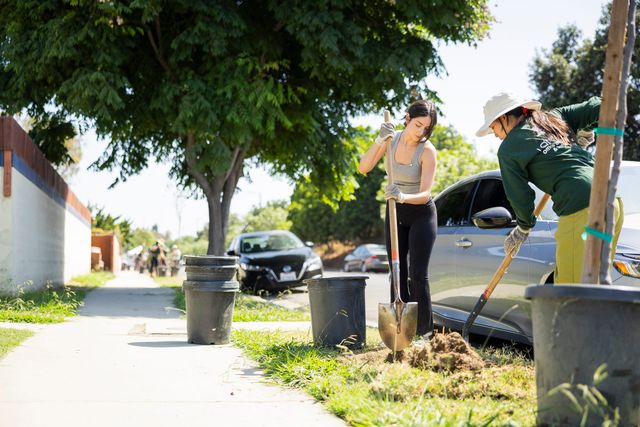 Two women with shovels dig a hole in the grass next to a sidewalk.