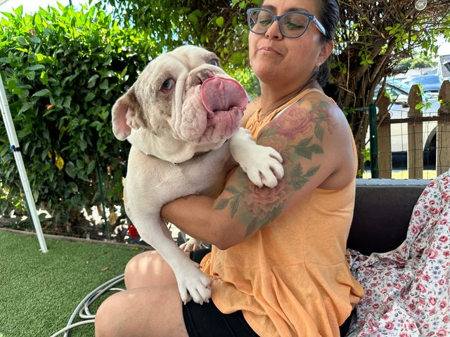 A woman holds up an adorable English bulldog that is sticking out his tongue.