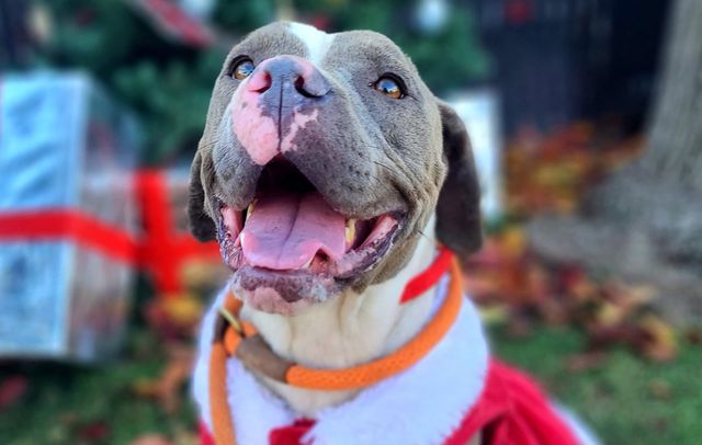 A really happy dog with an orange leash.