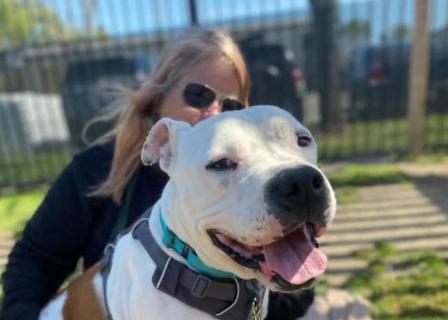 Woman in sunglasses crouches behind a big lovable white dog.