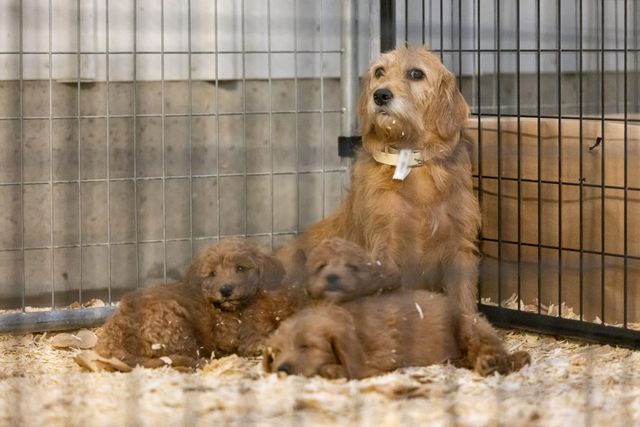 A dog and three puppies sit in a cage.