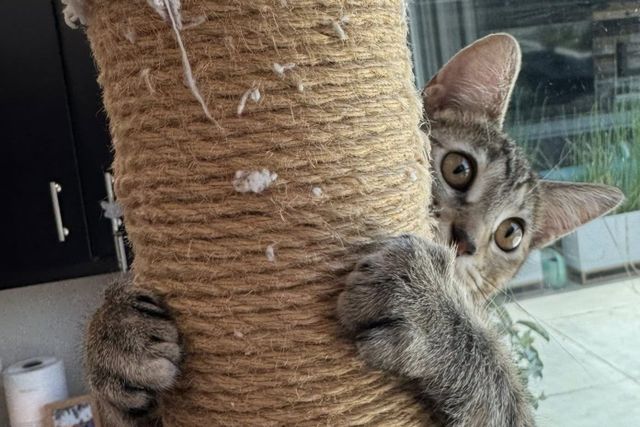 An adorable gray kitten has its paws wrapped around a scratching post.