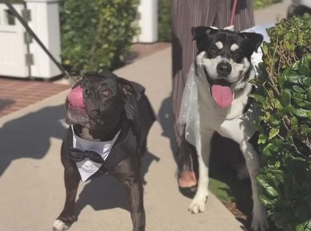 Two dogs, one wearing a black bow tie and the other a bridal veil, stand next to each other.