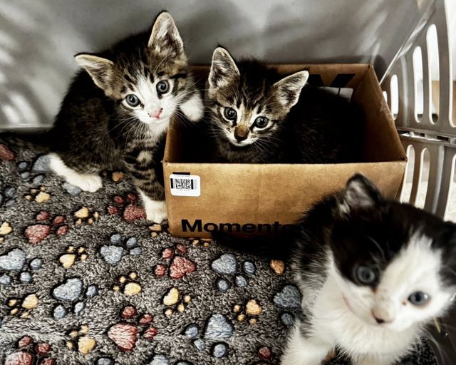 Three adorable kittens sit in and around a small cardboard box.