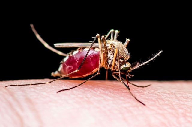 A mosquito with a large red belly is perched on human skin.