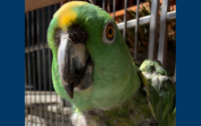Close-up of a green parrot that looks very sweet.