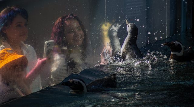 A woman and two children look at a tiny penguin splashing in an aquarium tank in the dark.