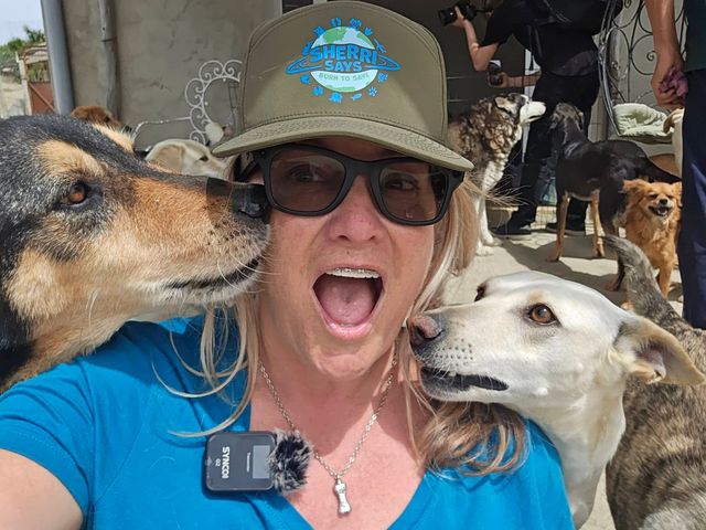 A woman wearing sunglasses and a baseball cap gets kissed by two dogs while other dogs stand in the background.