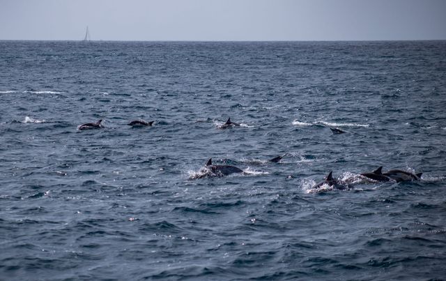 Dolphins swim in a dark gray ocean.