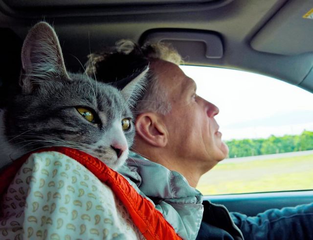Closeup of a man and a gray cat driving in a car through a green rural area.