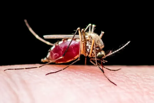 A mosquito sits on a person's skin.