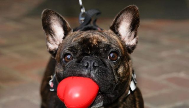 A dog on a leash holds a shiny red toy in its mouth.