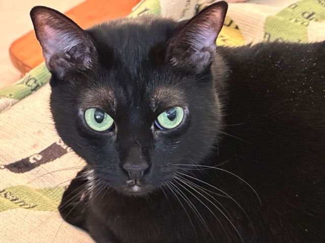 A black cat looks skeptical.
