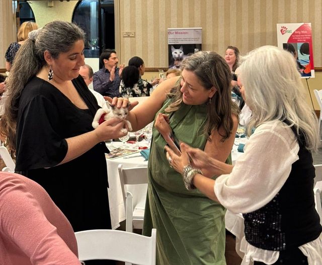 Three women in a crowded room pet and admire a tiny kitten.