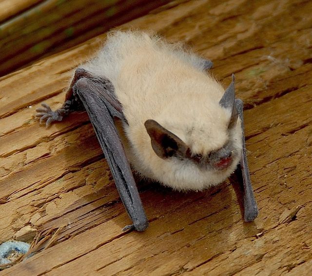 A yellow bat sits on a piece of wood.