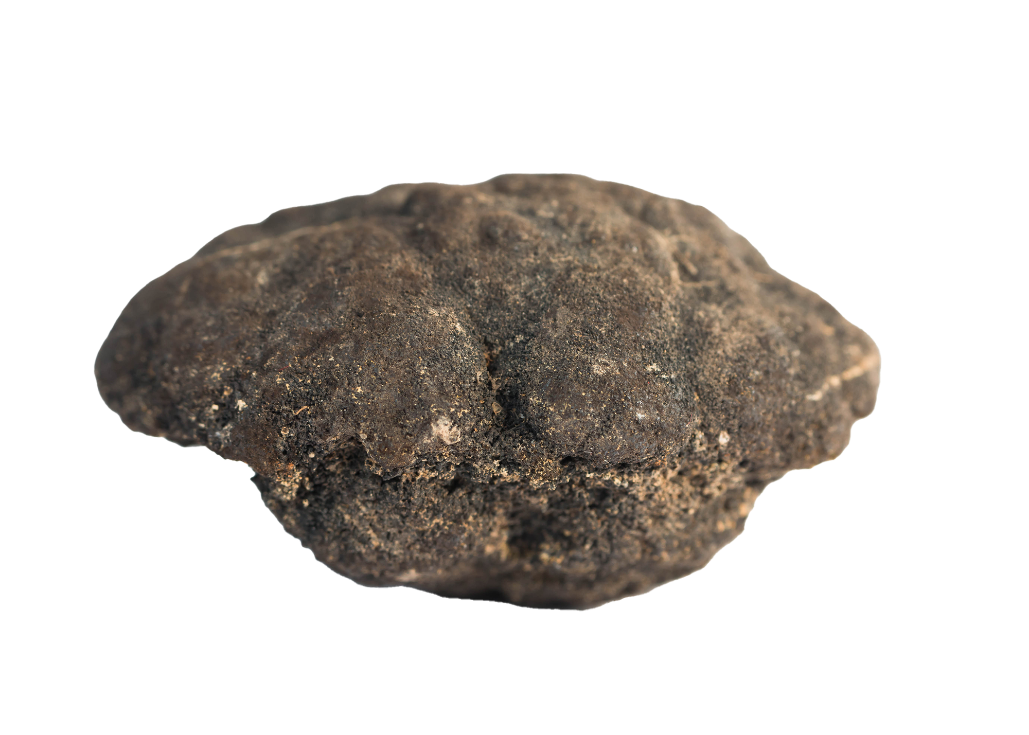 Inside a Polymetallic Nodule Post image