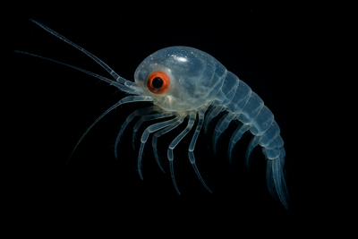 Will Mining Hurt Deep-Sea Creatures? What We Know So Far Tag image