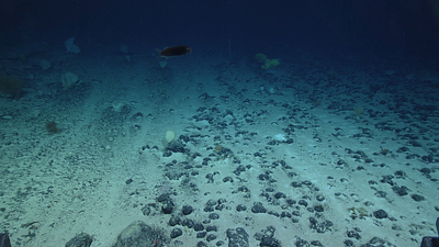 How Deep-Sea Mining Stirs Up the Ocean Floor and What Scientists Are Learning from It Tag image