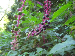 Berry